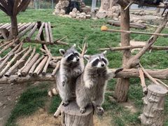 -石家庄市动物园