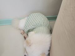 -怪兽屋·羊驼·猫咖·狗咖(俊华广场店)