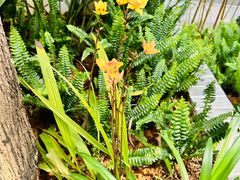 -东莞植物园