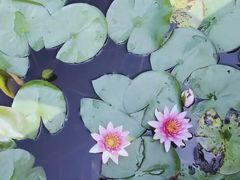 -杭州湾海上花田景区
