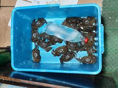 -老伯蟹脚店(朝阳路店)