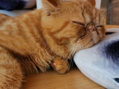 -飞行喵MR PILOT|猫舍·猫咖(静安大融城店)