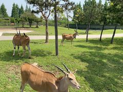 -上海野生动物园