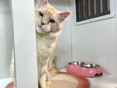 -青奢宠物·青奢猫舍