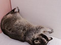 -浣熊柯尔鸭土拨鼠·电玩咖