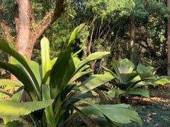 -中国科学院西双版纳热带植物园