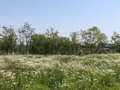 -杭州湾海上花田景区