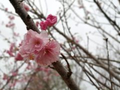 -天适樱花悠乐园