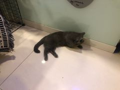 -平行世界·猫咖(首经贸店)