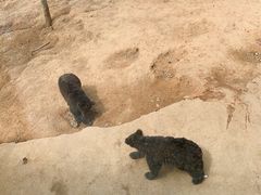 -泉州海丝野生动物世界