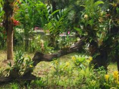 -中国科学院西双版纳热带植物园