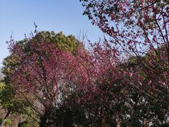 -南京市江宁方山