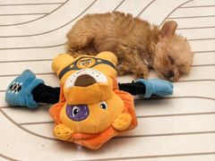 -帕帕拉兹宠物(亚洲旗舰店)