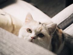 -吉丁鸟咖·异宠·寄养