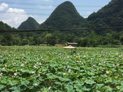 -东莞植物园
