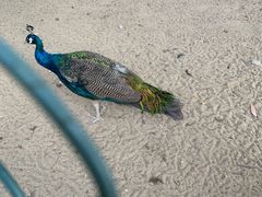 -静之湖湖畔餐厅