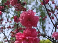 -南汇桃花村