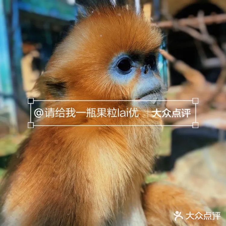 西安周边游|秦岭野生动物园一日游攻略