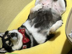 -逗柴咖啡屋·狗咖猫咖宠物桌游