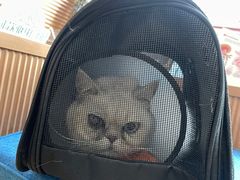 -芭比堂动物医院·犬猫全科·异宠专科(雁塔分院)