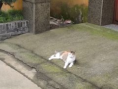 -高旻寺