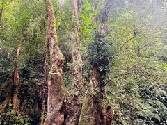 -莫里热带雨林景区