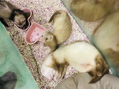 -藦茜花园宠物主题亲子互动体验馆(国顺东路店)