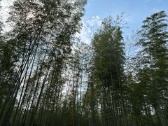 -陶祖圣境风景区