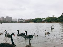 -五缘湾湿地公园