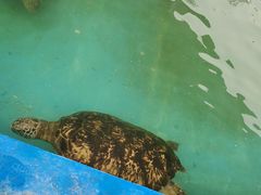 -北戴河圣蓝海洋公园