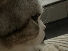 -Bastet sally猫舍购宠(静安店)