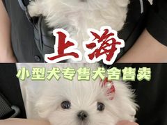 -萌宠之家·腊肠犬·马尔泰·小体犬舍