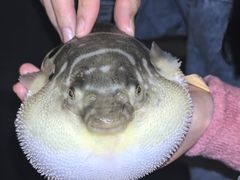 -永安鱼庄·镇江菜(丁卯店)