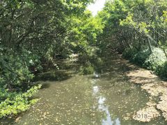 -大湾区中央湿地公园