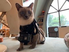-滚猫咖啡·猫咖·猫友好撸猫(未来城店)