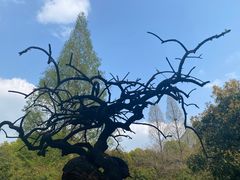 -南京古林公园