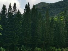 -深圳仙湖植物园