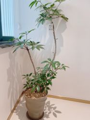 -WENDY·温迪皮肤管理