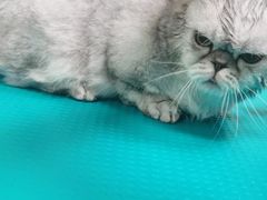 -北京观赏动物医院·24小时大型综合·猫专科·异宠专科