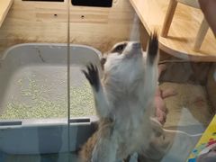 -平行世界·猫咖(首经贸店)