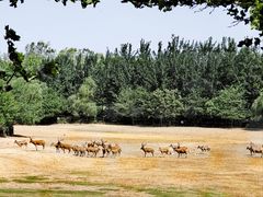 -北京麋鹿生态实验中心