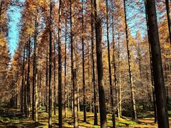 -黄海国家森林公园