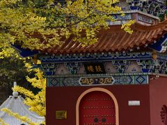 景点-遵化市禅林寺古银杏风景园