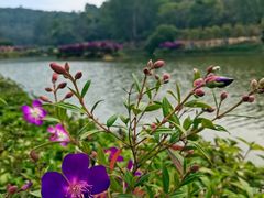 -南国桃园旅游度假区