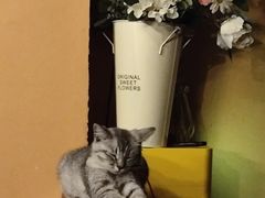 -猫岛主趣味餐厅(鼓浪屿店)