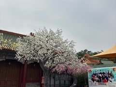 -珠海圆明新园