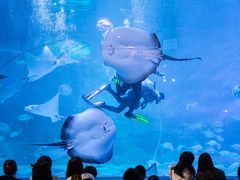 -烟台海昌鲸鲨海洋公园