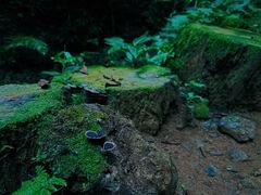-西双版纳原始森林公园