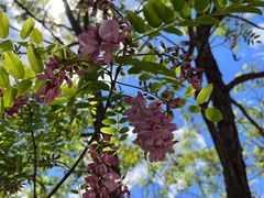 -北京鹫峰国家森林公园