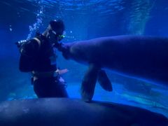 -烟台海昌鲸鲨海洋公园